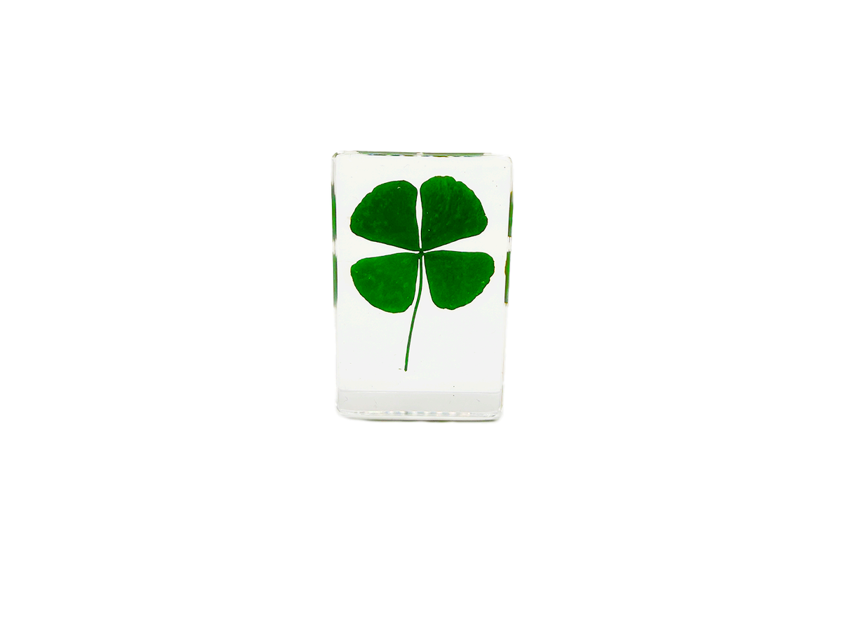 Four Leaf Clover Specimen