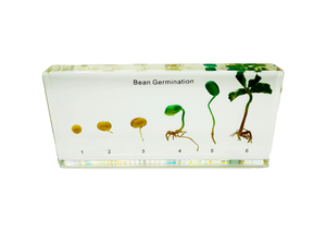 Bean Germination Specimen Block