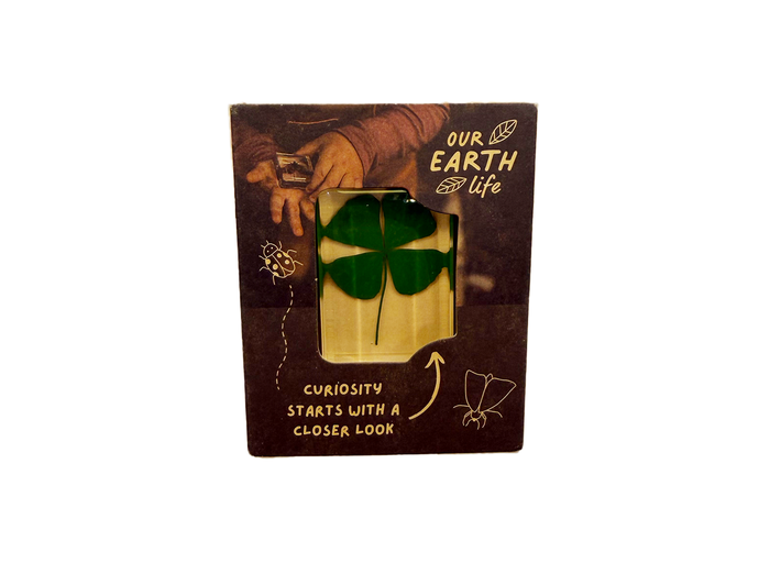 Four Leaf Clover Specimen