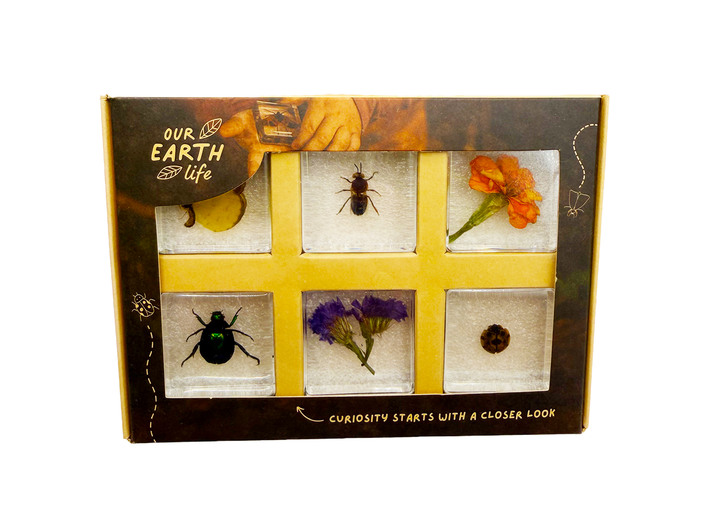 Pollinator Pals Specimen Set