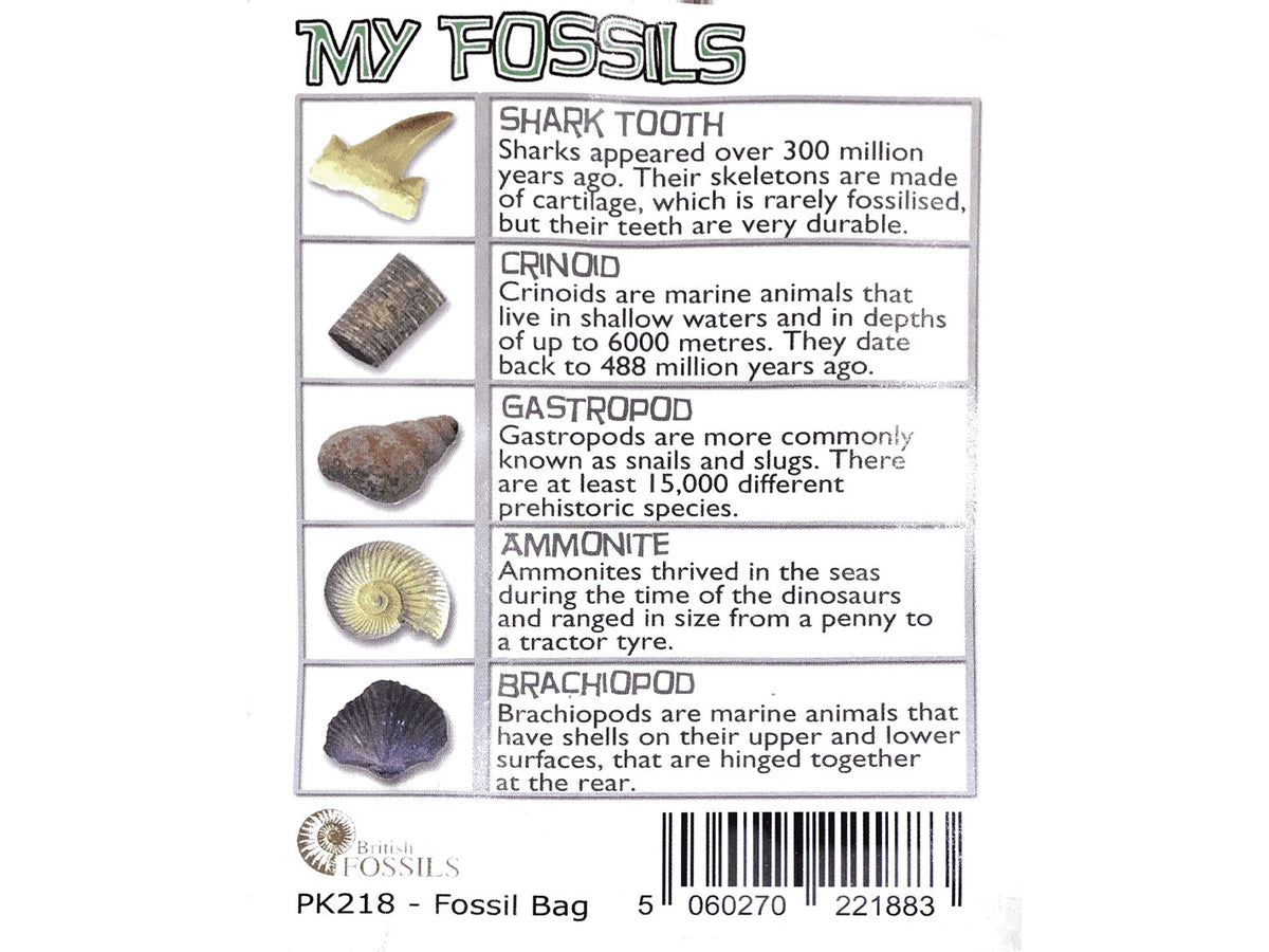 My Fossil Collection (Bag)