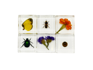 Pollinator Pals Specimen Set
