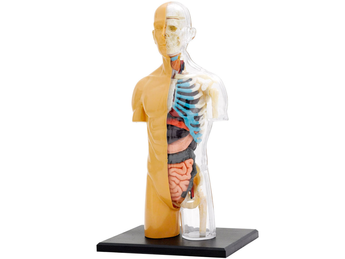 Human Body Anatomy Model T&K