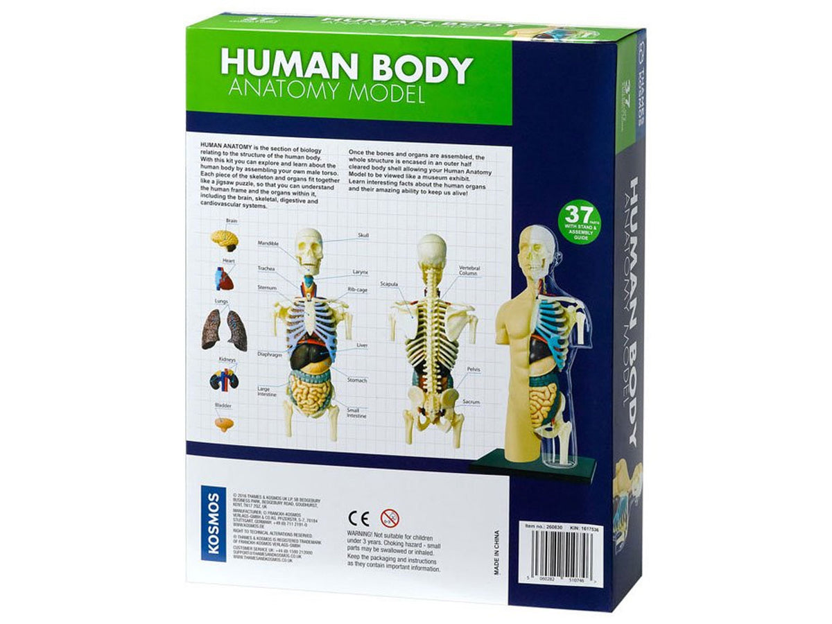 Human Body Anatomy Model T&K
