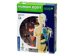 Human Body Anatomy Model T&K