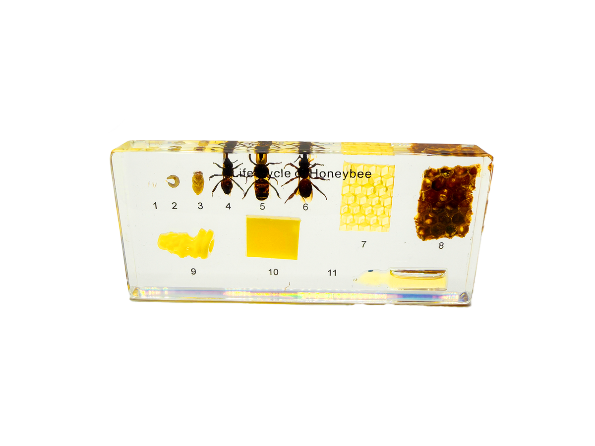 Honeybee Lifecycle Specimen Block