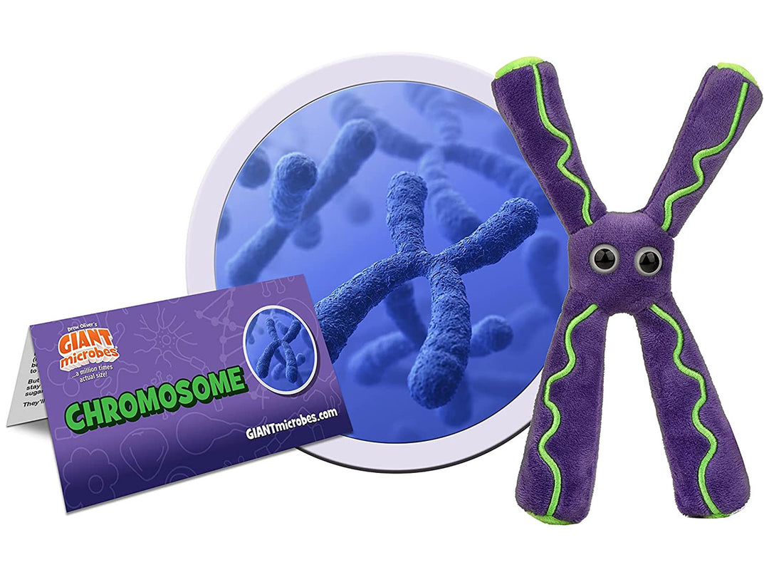 GIANTmicrobe Chromosome