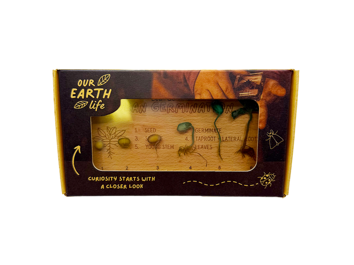 Bean Germination Specimen Block