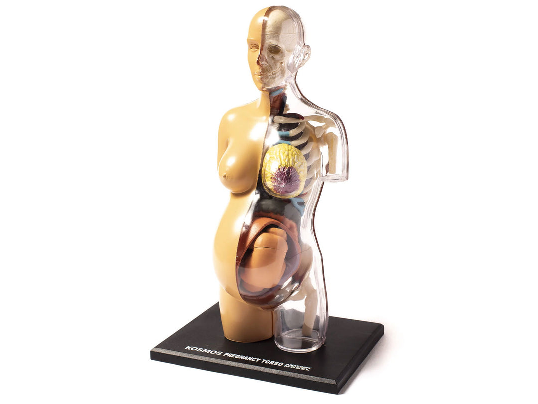Human Body Pregnancy Anatomy Model