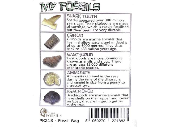 My Fossil Collection