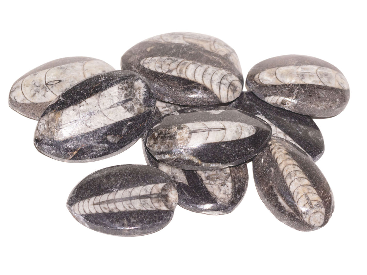 Nautiloids