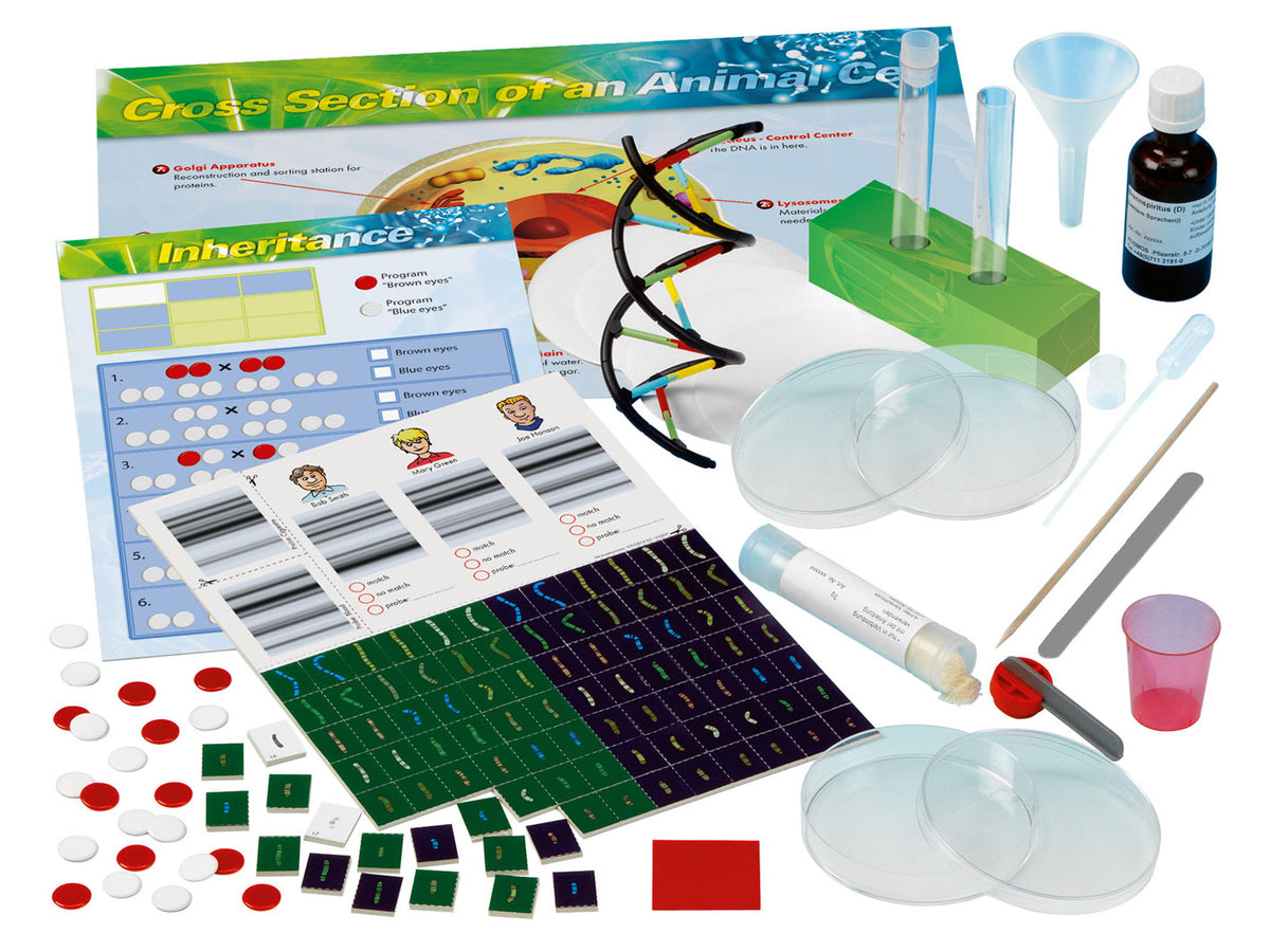 Genetics And Dna