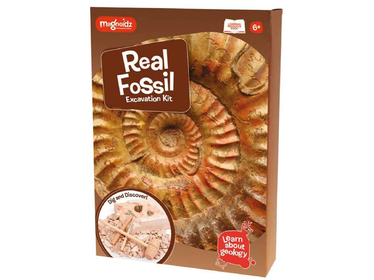 Real Fossil Dig Kit Magnoids