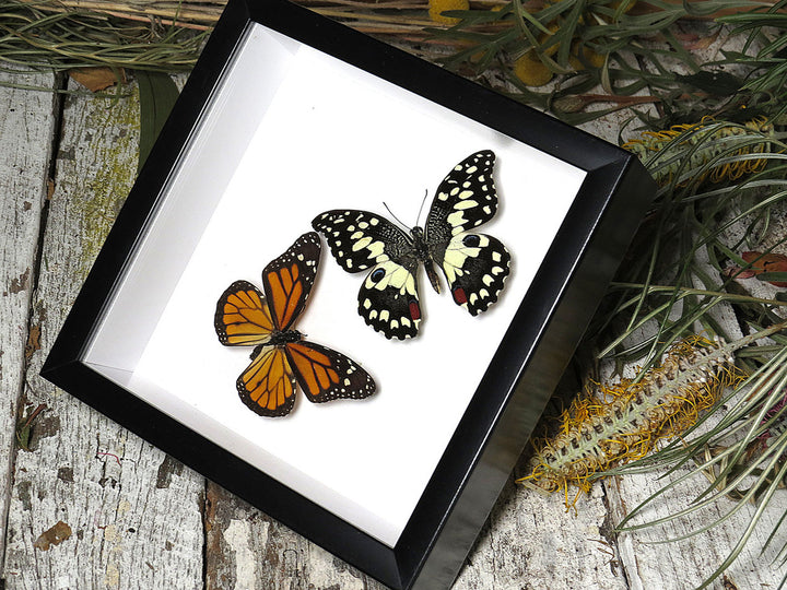Australian Butterfly - 2 Specimen