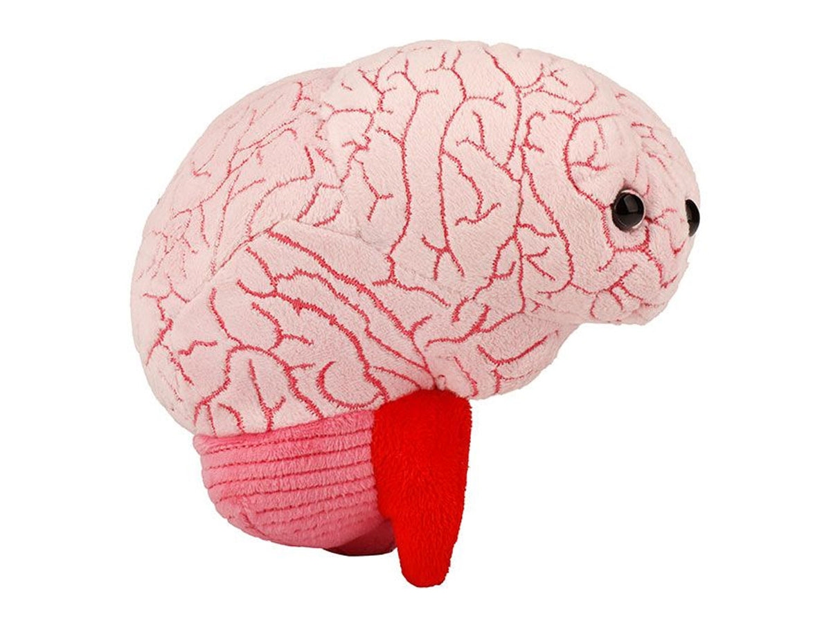 Coned Brain Brain Organ Giant Microbe - Questacon