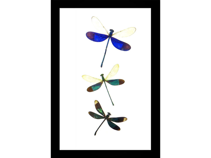Dragonflies 3 species