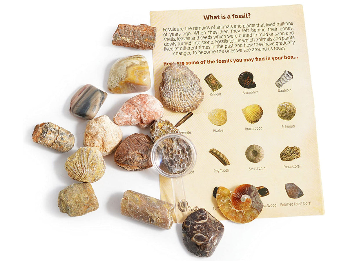 Fossil Collection