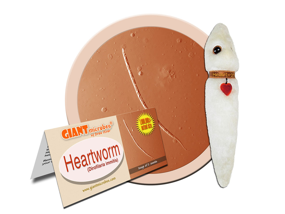 GIANTmicrobes Heartworm