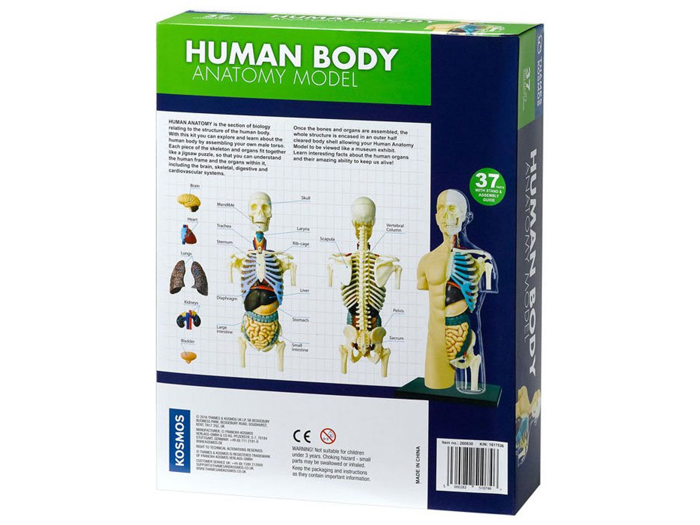 Human body best sale model kit