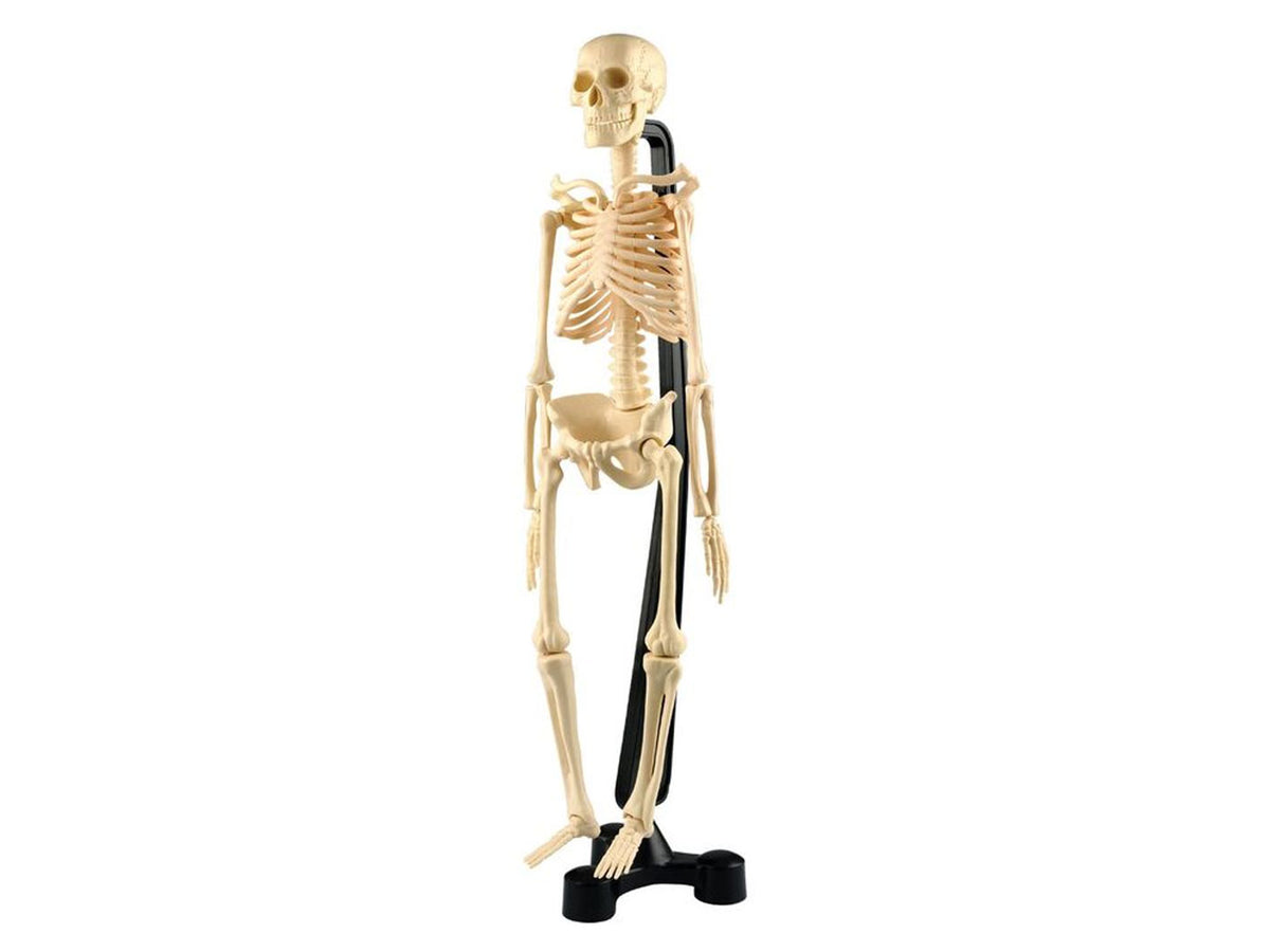 Mini Skeleton 46 Cm Pink Box