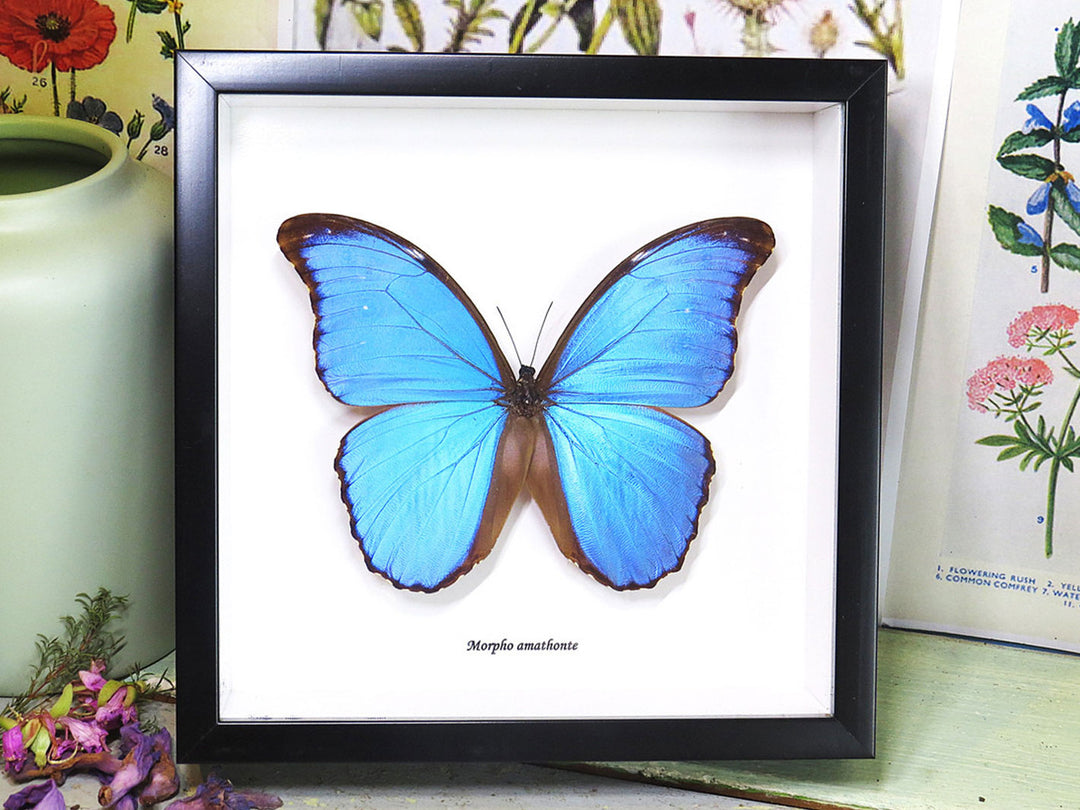 Butterfly - Morpho Amathonte