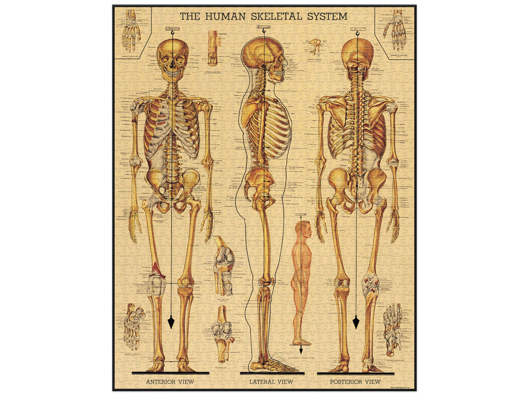 Skeletal System Vintage Puzzle