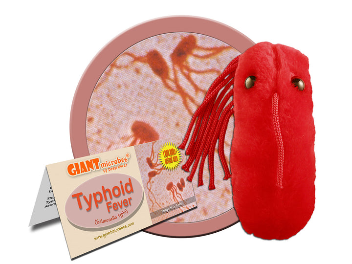 GIANTmicrobes Typhoid Fever