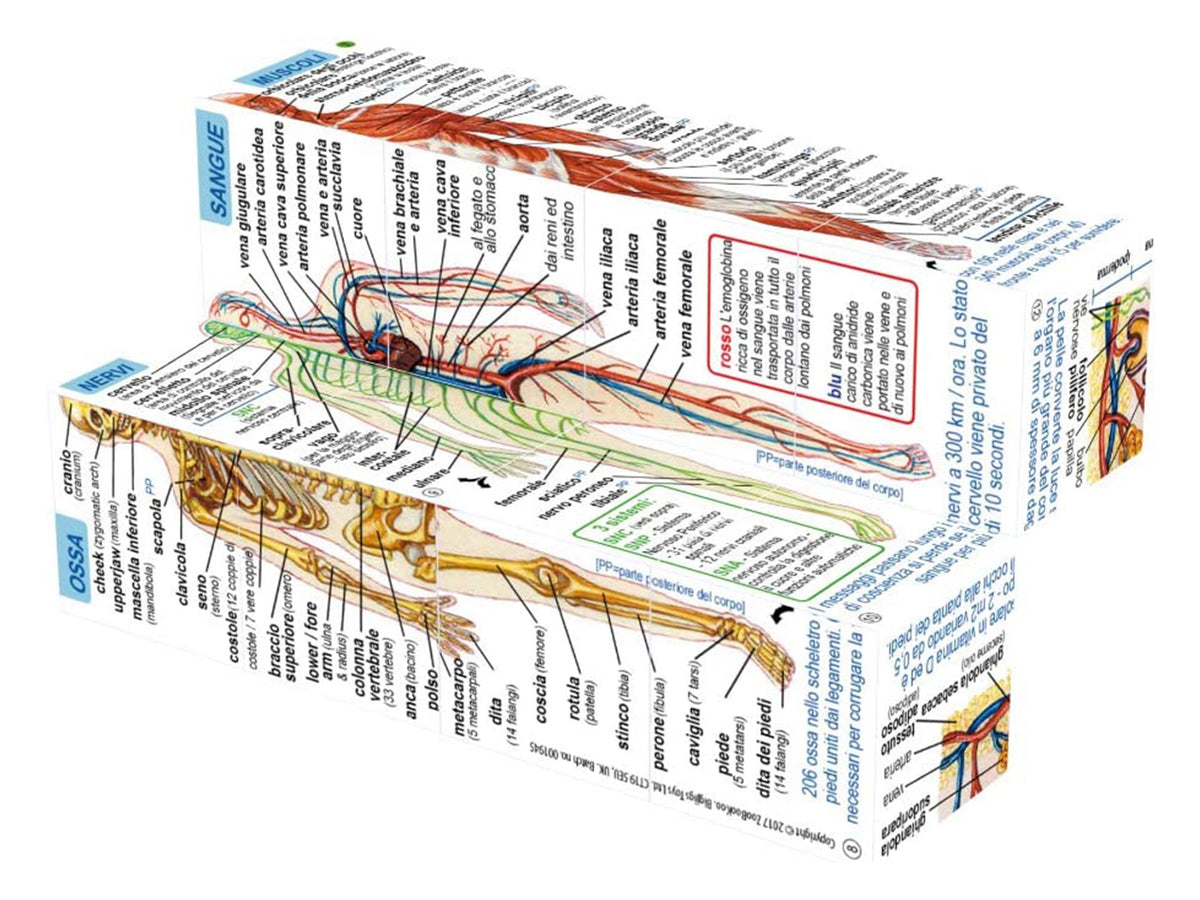 ZooBooKoo Human Body Cube