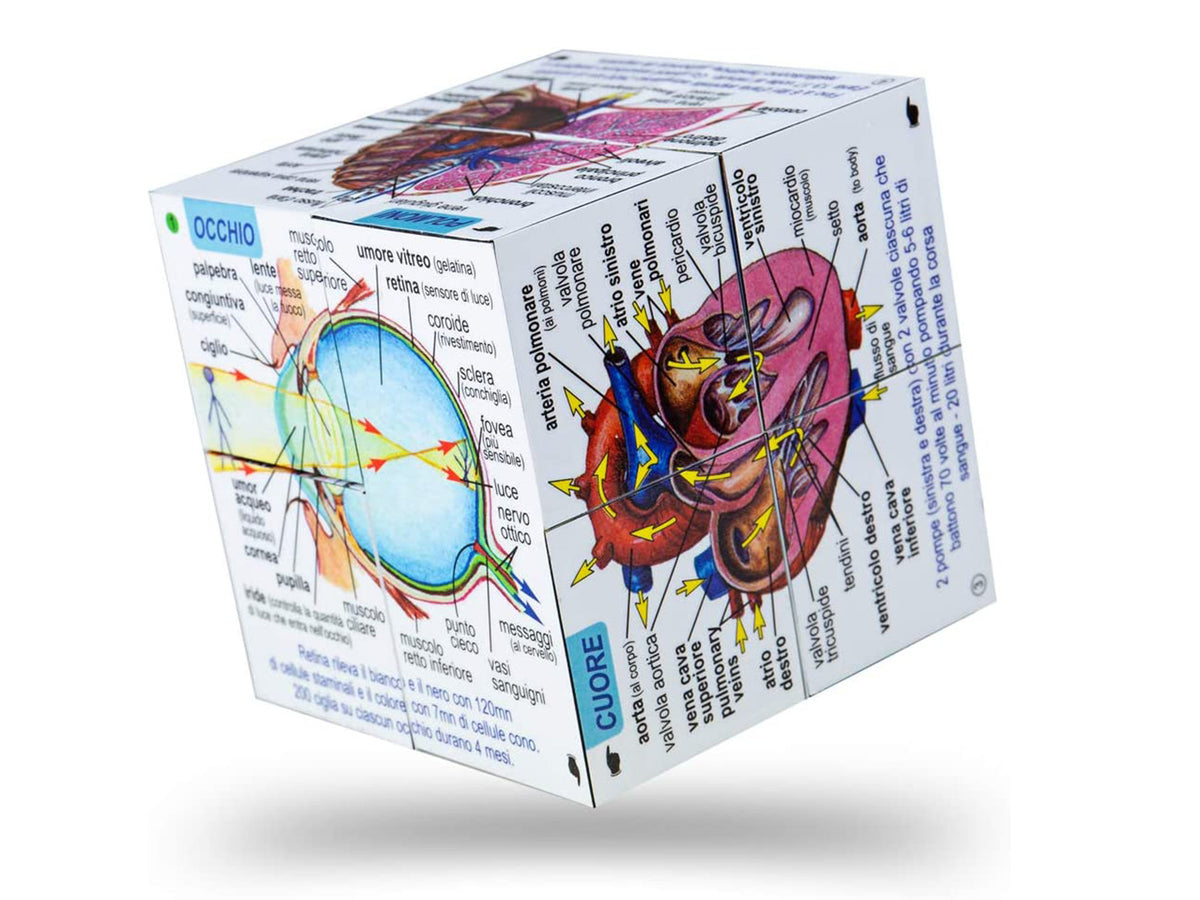 ZooBooKoo Human Body Cube