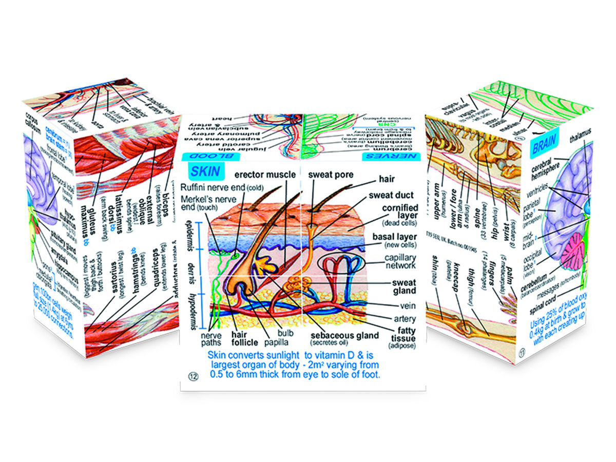 ZooBooKoo Human Body Cube