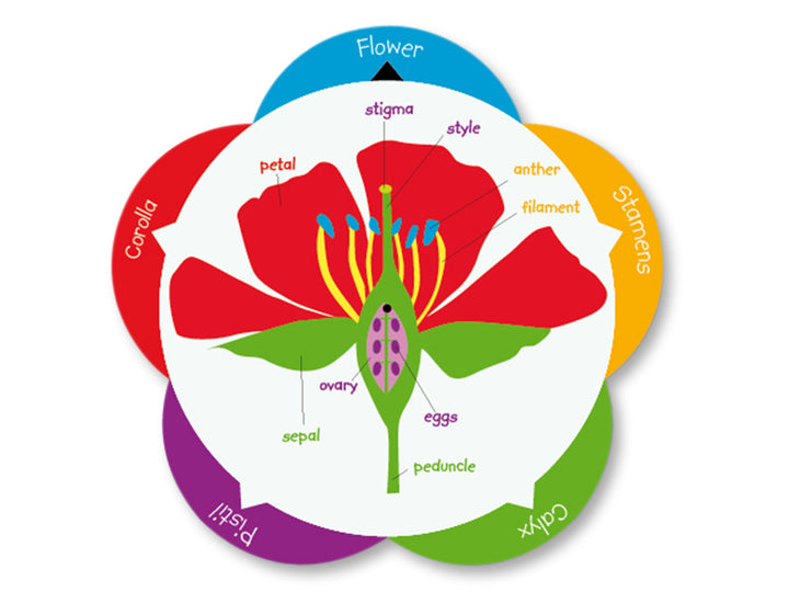 Flowercat Flower Parts Wheel