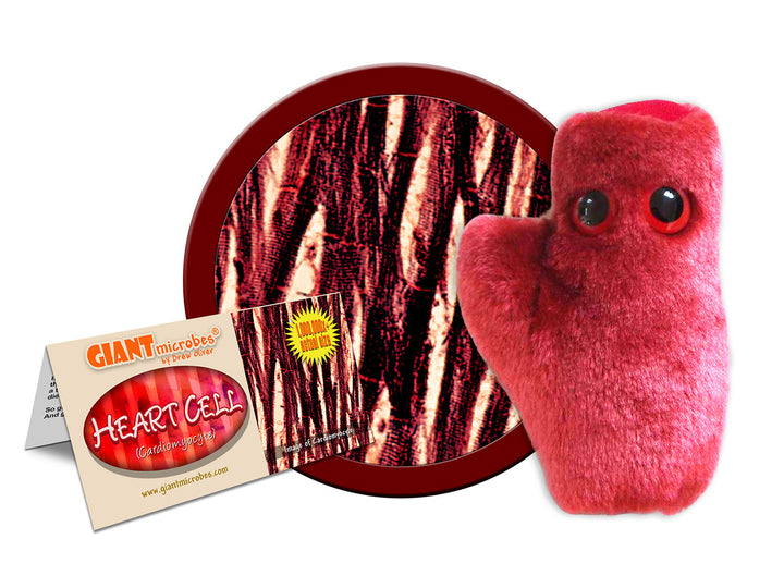 GIANTmicrobes Heart Cell