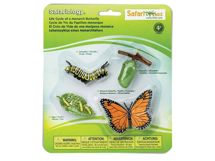 Life Cycle of a Butterfly